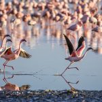 La meraviglia dei fenicotteri rosa e dove incontrarli