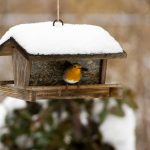 Gli uccellini hanno freddo, come noi. Aiutiamoli a superare l’inverno!