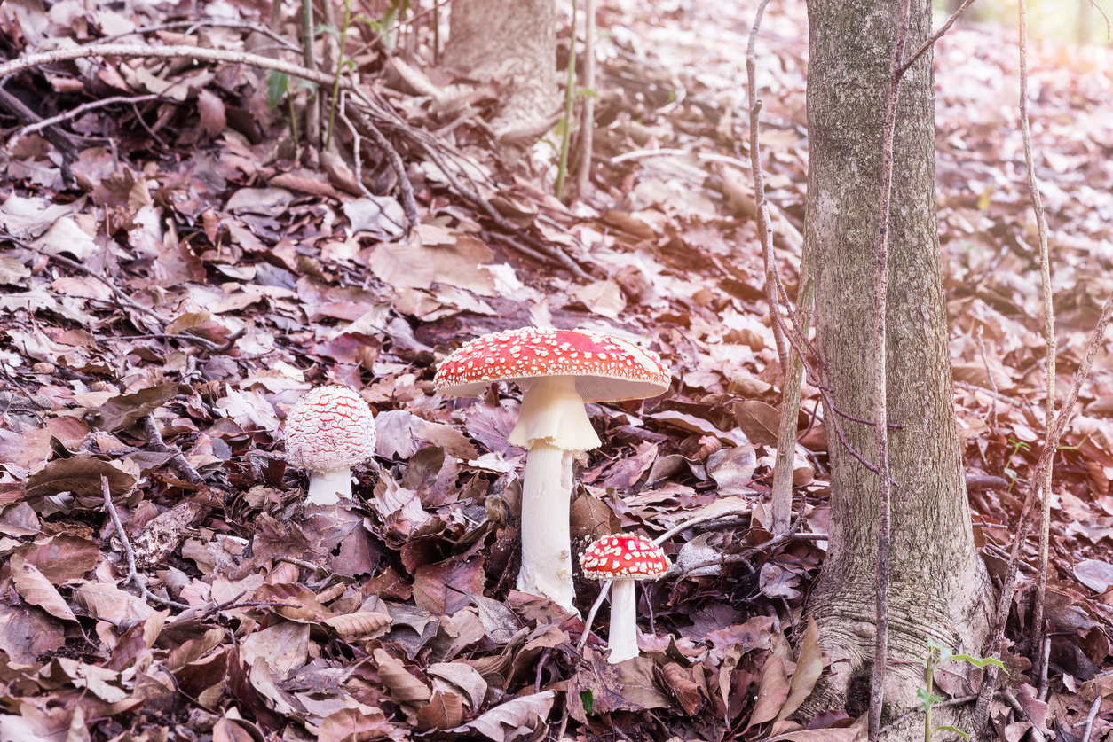 foto funghi nel bosco
